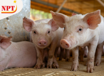 PORCINE PLEUROPNEUMONIA