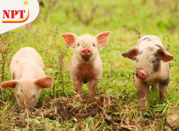 PORCINE COCCIDIOSIS